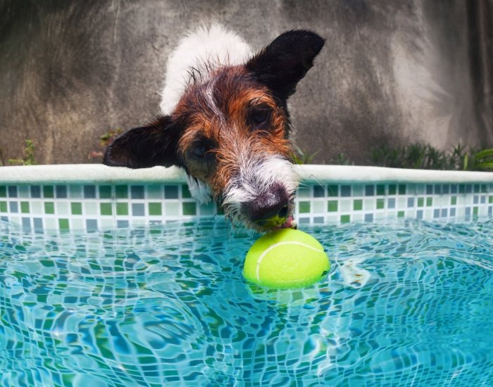 Dog on vacation at villa with private pool