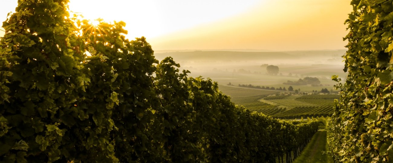 Vineyard, wine villa holidays in Europe