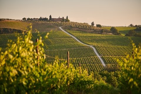 Vineyard in Tuscany, Italy