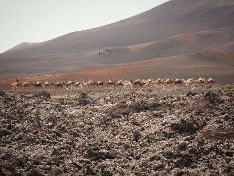 Camels in Timinfaya National Park, Lanzarote