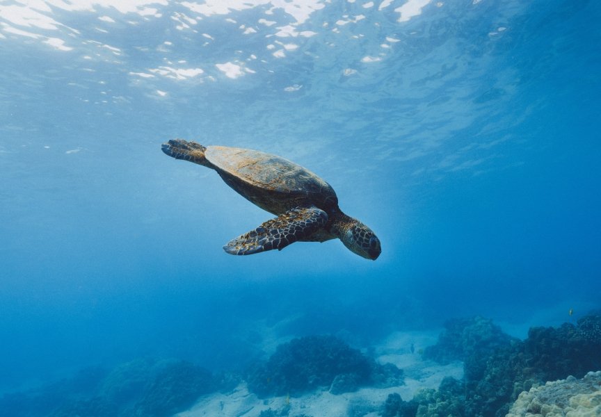 Loggerhead turtle underwater, Turkey