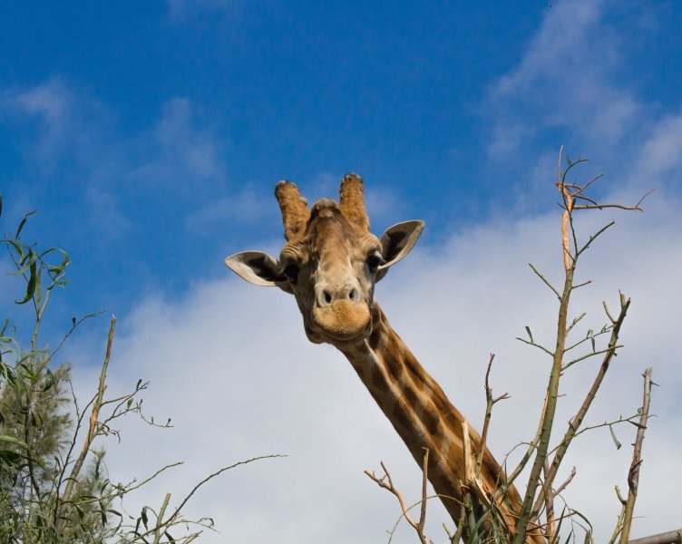 Giraffe at Fuerteventura zoo, Canary Islands