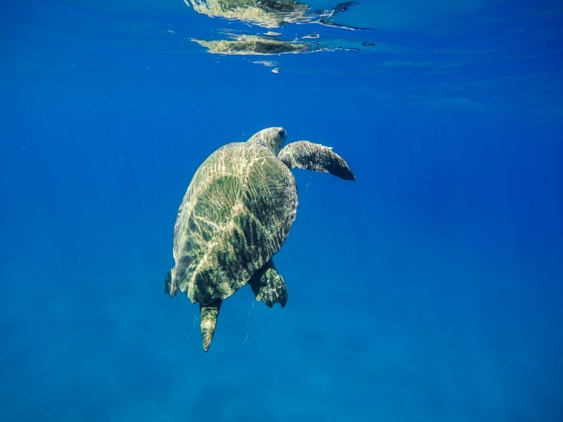 Sea turtles in Zakynthos, Greece