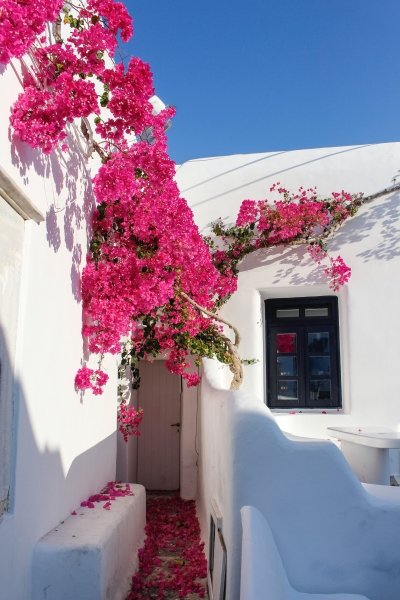 Bougainvillea on Psarou villas