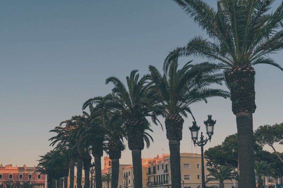 Palm Trees in Menorca