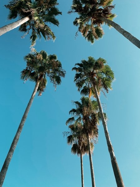 Palm trees in Florida