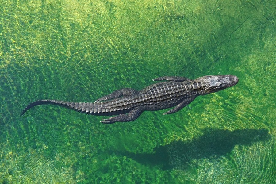 Alligator in Everglades, Florida