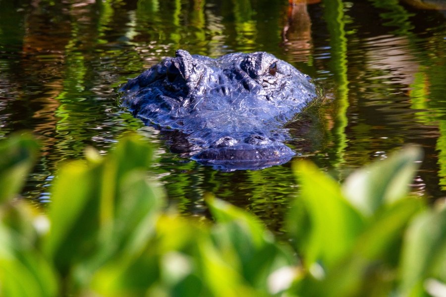 Alligator poking over the water, Florida