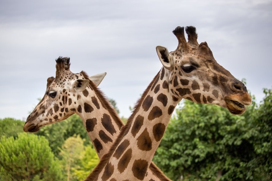 Giraffe at Paphos Zoo