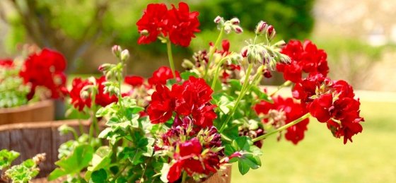 18_42.jpg Villas in Greece