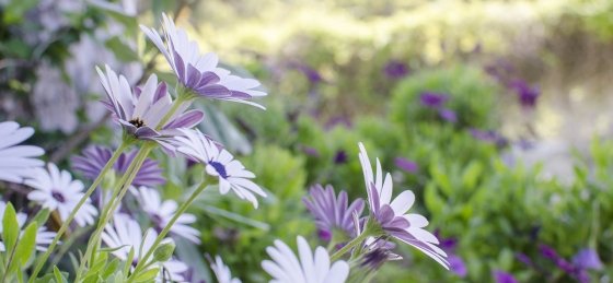 exterior13.jpg Book a villa holiday in Vilamoura