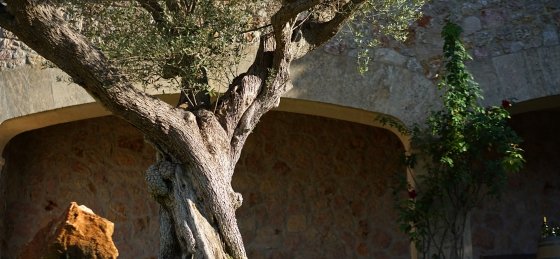 llop_-_xterior_3.jpg Villa holidays in Pollensa