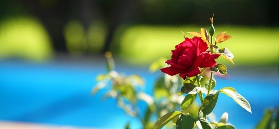 moreno_-_xtra_10.jpg Book a villa holiday in Balearic Islands