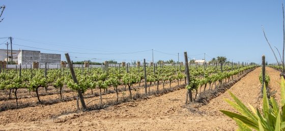 vinha1.jpg Villa in Albufeira to rent