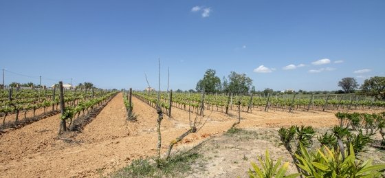 vinha2.jpg Holiday home in Albufeira villa booking