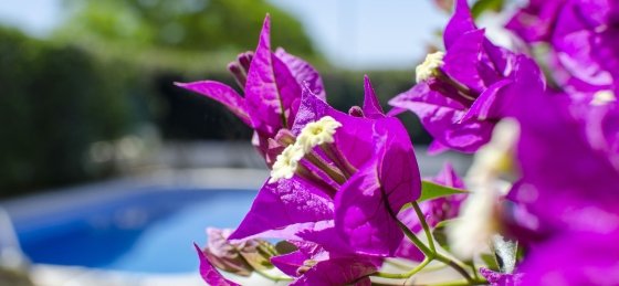 exterior9.1.jpg Villa in Algarve to rent