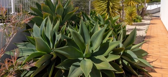 img_5701.jpg Book a villa in Portugal