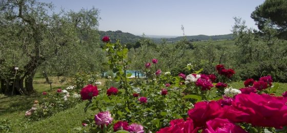 Villa in Arezzo to rent