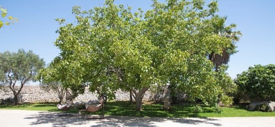 09.jpg Villa in Italy to rent