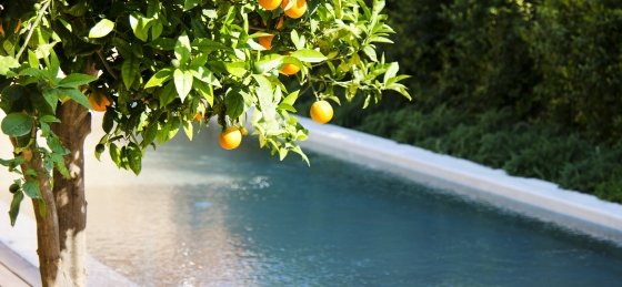 garden_mandarina_0130.jpg Book a villa holiday in Greece