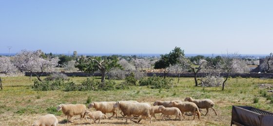 Book a villa holiday in Cala d'Or