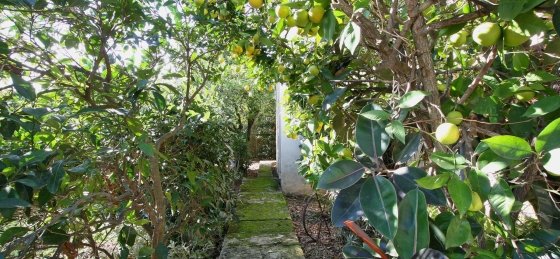 rosa_-_xtra_1_2400x160018.jpg Holiday villas in Pollensa