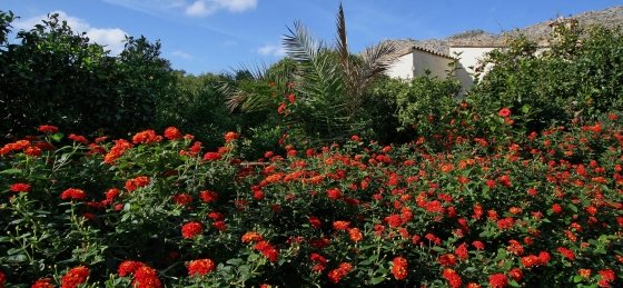 rosa_-_xtra_2_2400x160018.jpg Holiday villas in Spain