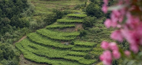 019_pmaf_aia_casarosario.jpg Holiday villas in Madeira